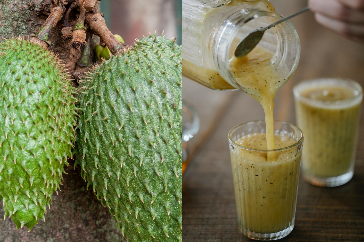 Does Soursop Make You Sleepy and What It Does to Nervous System