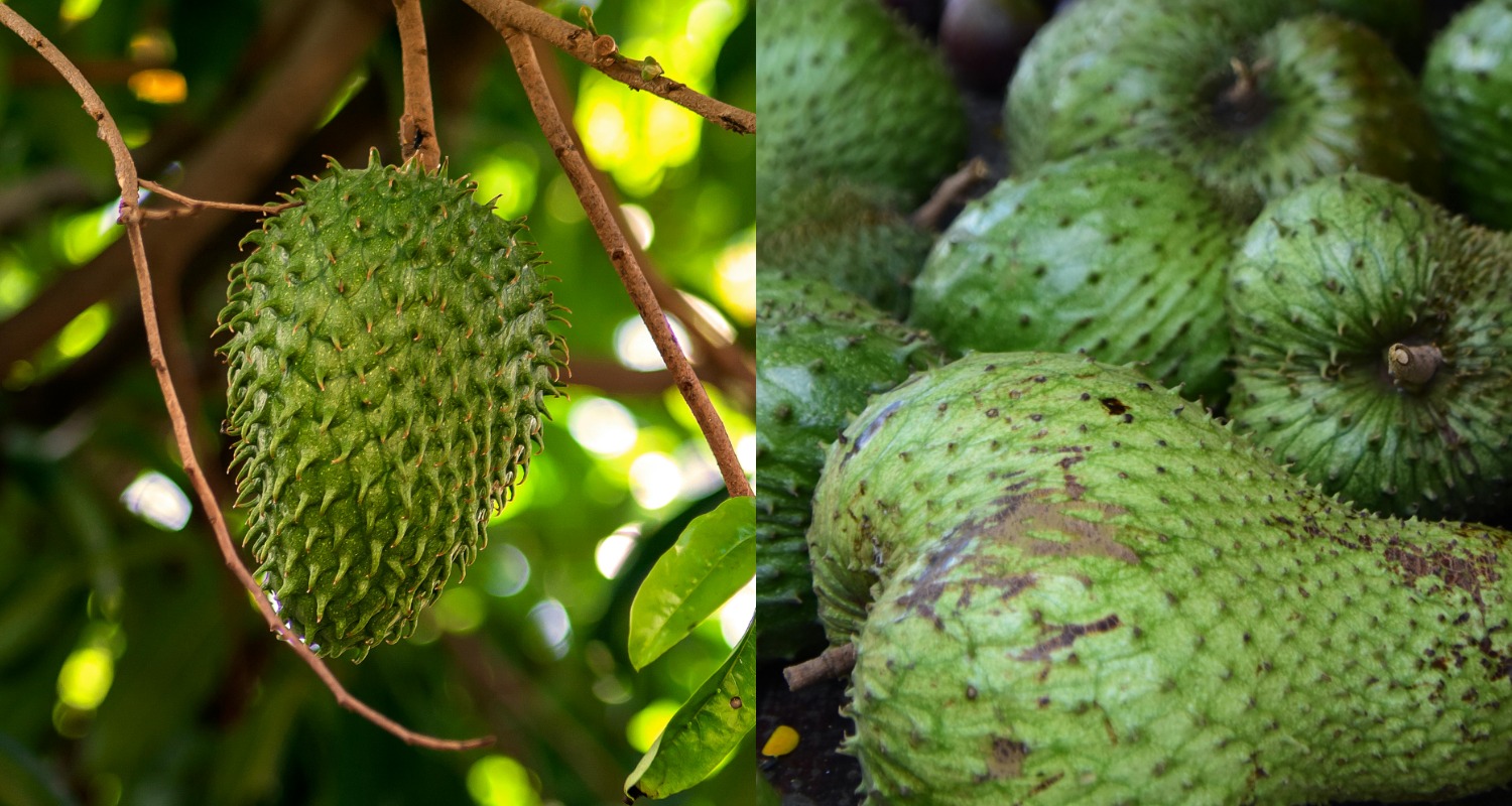 does soursop makes you poop research answer expert