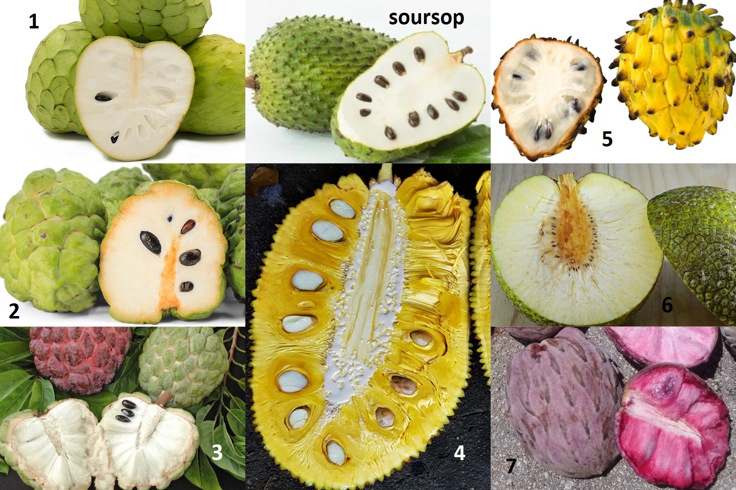 fruits that look like soursop full list guide with table and pictures