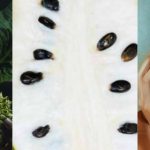 All About Soursop Seeds: Are They Edible? Toxic? Poisonous? Can Be Eaten?