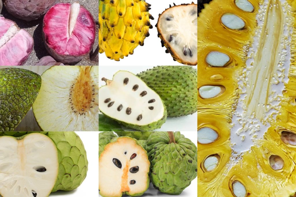 Fruits That Resemble Soursop: Unusual Cousins in the Tropical Produce Aisle