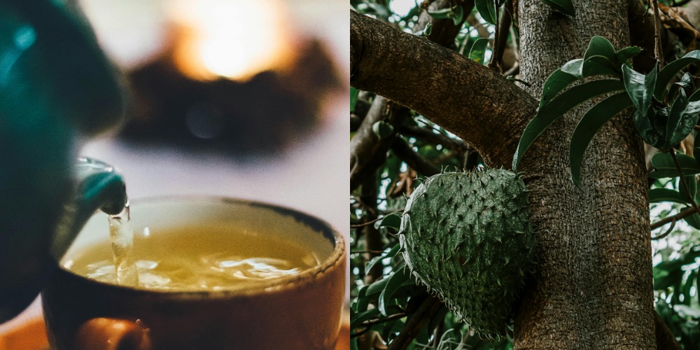 Soursop Tea How to Brew Drink and Is It Safe